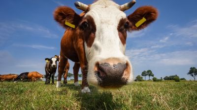 Vorsicht bei Lebensmitteln aus MKS-Gebieten